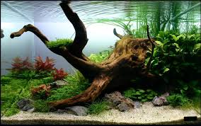 Spider wood is a very unique type of wood used in the aquarium hobby. Wood Aquascape
