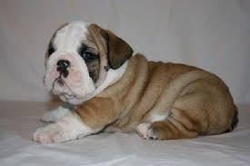 Wantedoldmotorcycles.com) pic hide this posting restore restore this posting Beautiful English Bulldog Puppies For Sale Text For Sale In Tampa Florida Classified Americanlisted Com
