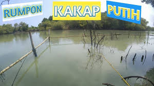 Rumpon Mancing Kakap Putih Empati Entertainment