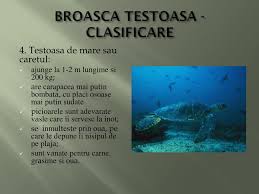 150 kcal / 100 grame. Ppt Broasca Testoasa Creatura Simpatica Care Isi Poarta Casa In Spate Powerpoint Presentation Id 2127424