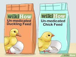 The natural diet of ducks and other waterfowl is aquatic vegetation such as pond weed, along with seeds, insects, worms, small water snail. How To Feed Wild Baby Ducks 11 Steps With Pictures Wikihow