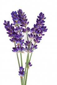 Lavender Bouquet Google Search Lavender Flowers Medicinal Herbs Garden Flower Images