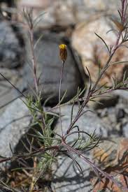 Image result for Leysera