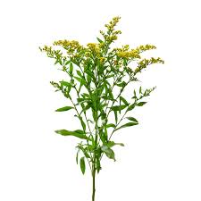 Image result for Solidago