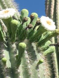 Bouse arround plomosa mtns to quin pass. Blm Land Rubber Tramp Artist