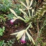 Image result for Vanilla polylepis