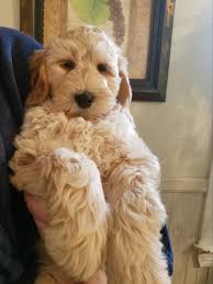 Five puppies were born in august. Labradoodle Puppies For Sale West 56th Street Cleveland Oh 325838