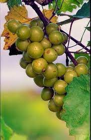 Muscadine grapes are one of four classifications of grapes that are grown in the united states. Muscadine Grapes The Most Well Adapted Grapes For Florida Ask The Green Genie