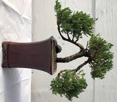 Most pines are hardy to zone 3 or 4. Juniper Bonsai Tree Pom Pom Style Juniper Procumbens Nana