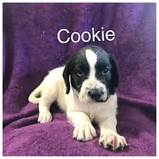 We try to sell our puppies to select future owners, attempting to match a puppy's temperament to the needs and capabilities of the new owner. Pudelpointer Pups