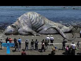 Top 10 Largest Animals In The World Ever Recorded Biggest Animals Of A Giant Animals Real Sea Monsters Weird Animals