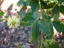 Image result for Pithecellobium dulce