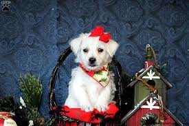 Maybe you would like to learn more about one of these? Westie Mix Puppies For Sale Greenfield Puppies