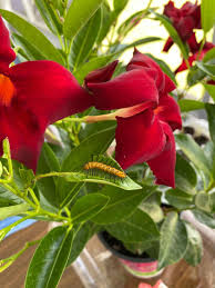 Image result for dipladenie hybrida rio obrázek