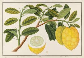 Image result for Citrus medica