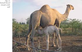 Agriculture generates productive employment opportunities for 45 percent of the country's labour force and 60 percent of the rural population depends pakistan, with a camel population estimated at one million, ranks 8th in the world after somalia, sudan, ethiopia, nigeria, mauritania, chad and mali. Pdf An Introduction To The Camel Semantic Scholar