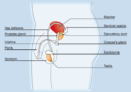 Premature Ejaculation Essential Men S Clinic