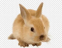 conejos conejo marron png pngegg conejos conejo marron png pngegg
