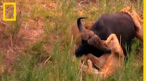 Un Buffle Encorne Un Lion Youtube Ce magnifique thème lion noir a été spécialement conçu pour les amoureux de foncé et de animal. un buffle encorne un lion