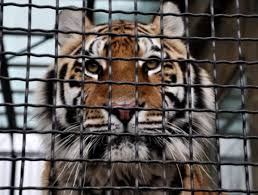 Check spelling or type a new query. Apa Yang Diimpikan Oleh Harimau Bahaya Atau Pertanda Baik Mari Kita Melihat Ke Dalam Buku Mimpi Apa Yang Diimpikan Oleh Harimau