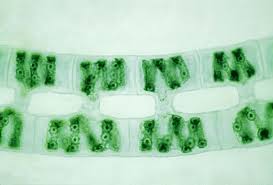 We did not find results for: Spirogyra Definition Structure Reproduction Facts Britannica
