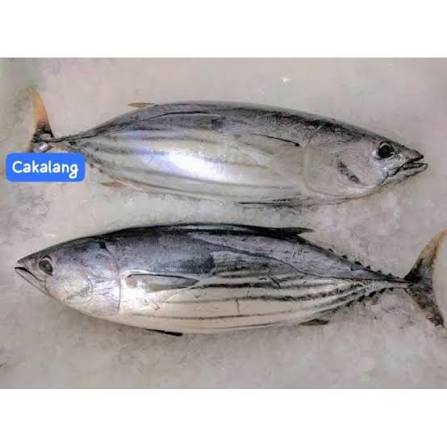 Cakalang