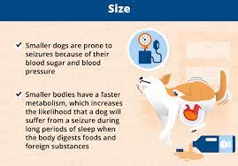 Why Do Dogs Have Seizures While Sleeping Canna Pet