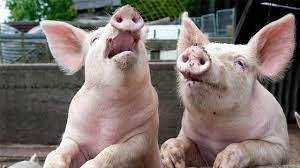 Jun 21, 2021 · preț litru lapte de vacă. Vand Porci Crescuti Natural Home Facebook