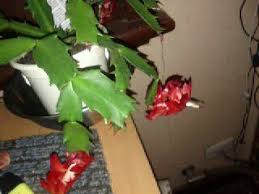 The presence of small children and pets at family functions reminds us that not all plants are safe. Zygo Cactus Toxic To Dogs And Cats On Several Websites However Aspca Site Has It As Safe Non Toxic Christmas Cactus Plants Cactus
