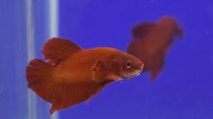 Jual akuarium mini akuarium cupang aquarium mini aquarium cupang dengan harga rp.189000 hanya di tokopedia. Harga Ikan Cupang Kembali Melambung Tinggi Ada Apa Tribun Jateng