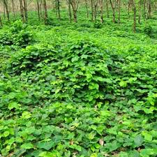 Kaedah biologi > kaedah pertanian teres dan kaedah pembajakan kontur > tanaman tutup bumi > mewartakan hutan. Ejen Pengurusan Ladang Risda Estates Sdn Bhd
