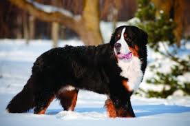 Since bernese mountain dogs are recognized by the american kennel club. Bernese Mountain Dog Dog Breed Profile Petfinder