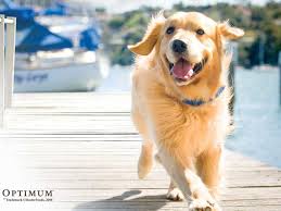 7 females and 2 males. 47 Golden Retriever Wallpaper Border On Wallpapersafari