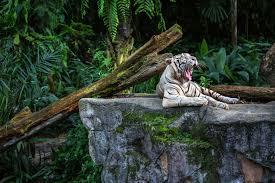 The night safari is the world's first nocturnal zoo and is one of the most popular tourist attractions in singapore. Must See Places In Singapore Things In Singapore You Should Not Miss Rough Guides