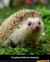 I M Going To Break Your Kneecups I M Going To Break Your Kneecaps Ifunny Cute Wild Animals Animals Wild Baby Porcupine