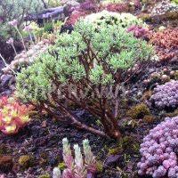 Image result for Crassula sarcocaulis