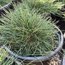 Image result for Festuca simensis