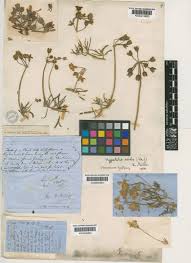 Image result for Hypertelis umbellata