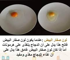 هل تعلم معلومات معلومة بيض هرمون بروتين غذاء فطور دجاج Food Breakfast Eggs