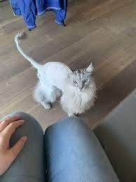 Im Really Hoping His Fur Will Grow Back Soon Fur Animals Cats
