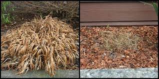 Stop Don T Prune That Grass How To Prune Ornamental Grasses Right North Coast Gardening Ornamental Grasses Grass Mexican Feather Grass