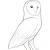 Beginner Barn Owl Drawing