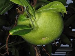 Image result for Citrus maxima