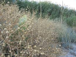 Image result for Crambe kilimandscharica
