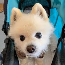 BettyAnn Foster Green (@hans_the_pomeranian) • Instagram photos and videos