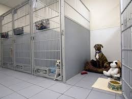 New world folding metal dog crate best large metal dog crate: Dog Room Kennel Troy Veterinary Hospital