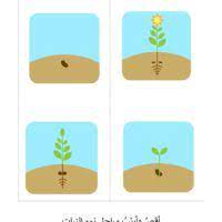 ماذا يحتاج النبات لينمو اوراق عمل علوم مراحل نمو النبتة kids activities blocks activities نشاطات تعليم منزلي نشاطات الاط clip art kindergarten preschool