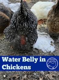 We've had two, both original australorps get it. Water Belly Ascites In Chickens The Cape Coop