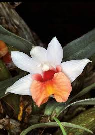 Image result for Polystachya bruechertiae