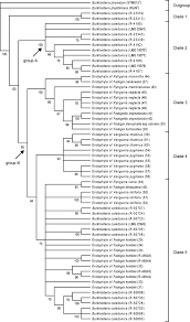 Image result for Rytigynia monantha